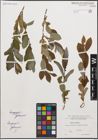 Foto von Salix cinerea L.